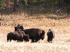 yellowstone buffalo